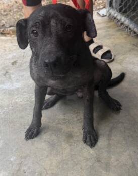 Betty -  Mixed Breed Dog for Adoption in Elizabethtown, North Carolina - Betty | PetCurious
