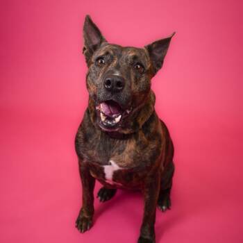 Dutch Shepherd and Mixed Breed Dogs Available for Adoption - Nala | PetCurious