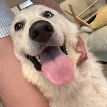 Australian Shepherd and Siberian Husky Dogs Available for Adoption in Indianapolis, Indiana - Ichi | PetCurious