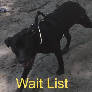 Cali -  Pit Bull Terrier Dog for Adoption in Livingston, Texas - Cali | PetCurious