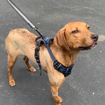Scout -  English Coonhound and Hound Dog for Adoption in Marseilles, Illinois - Scout | PetCurious