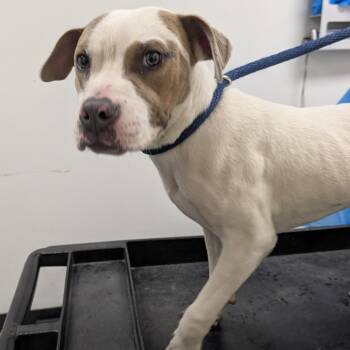 Mixed Breed Dogs Available for Adoption in Philadelphia, Pennsylvania - Cassius | PetCurious