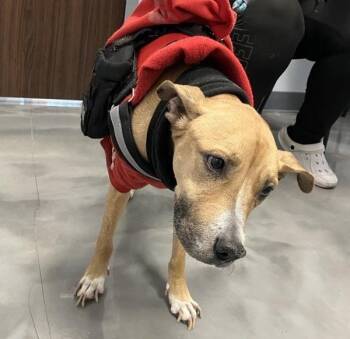 Mixed Breed Dogs Available for Adoption - Pennyy | PetCurious