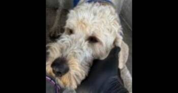 Goldendoodle Dogs Available for Adoption - Nigel | PetCurious