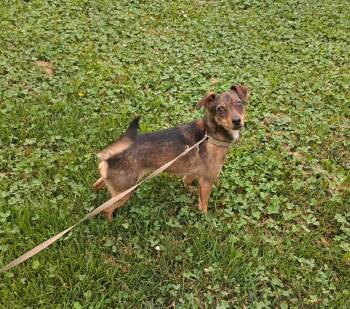 Biscuit -  Chihuahua Dog for Adoption in Hillsboro, Missouri - Biscuit | PetCurious