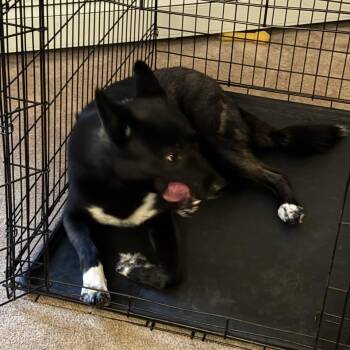 Oreo - Home to Home -  Husky Dog for Adoption in South Elgin, Illinois - Oreo - Home To Home | PetCurious
