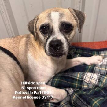 Bugs -  Chihuahua and Pug Dog for Adoption in Pottsville, Pennsylvania - Bugs | PetCurious