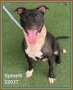 SPINELLI (see also VINCE) -  Pit Bull Terrier and American Staffordshire Terrier Dog for Adoption in Marietta, Georgia - SPINELLI (see Also VINCE) | PetCurious
