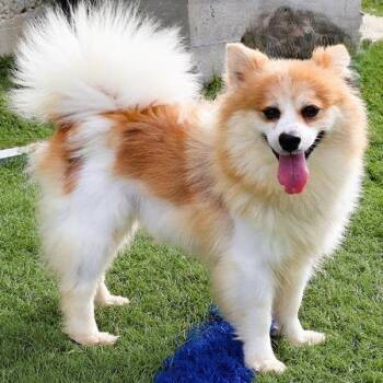 Pomeranian Dogs Available for Adoption - Liberty | PetCurious