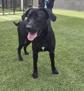 Rachel Ray -  Labrador Retriever and Mixed Breed Dog for Adoption in Gainesville, Florida - Rachel Ray | PetCurious