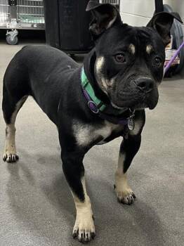 Pit Bull Terrier Dogs Available for Adoption - QAMARI | PetCurious