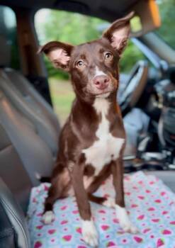 Smiley 2026 -  Rat Terrier and Whippet Dog for Adoption in Cincinnati, Ohio - Smiley 2026 | PetCurious