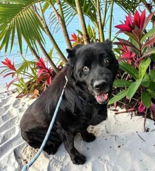 Chow Chow Dogs Available for Adoption - Bobo  | PetCurious