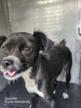 JESSICA -  Chihuahua Dog for Adoption in San Antonio, Texas - JESSICA | PetCurious