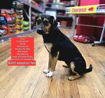 Rescue Black Mouth Cur and Australian Kelpie Dogs for Adoption in Oviedo, Florida - Sissy | PetCurious