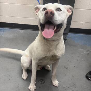 Mixed Breed Dogs Available for Adoption in Memphis, Tennessee - Kash | PetCurious