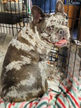 Roxanne -  French Bulldog Dog for Adoption in Keizer, Oregon - Roxanne | PetCurious
