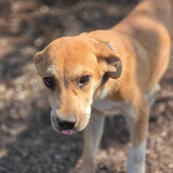 Kalahari JuM -  Yellow Labrador Retriever and Mixed Breed Dog for Adoption in Austin, Texas - Kalahari JuM | PetCurious