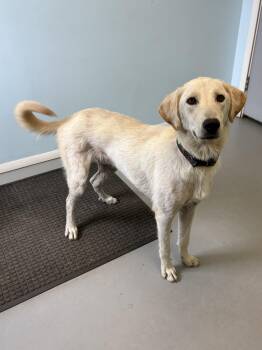 Buckwheat -  Mixed Breed Dog for Adoption in Big Rapids, Michigan - Buckwheat | PetCurious
