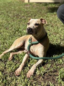 Mixed Breed Dogs Available for Adoption - Sophie | PetCurious