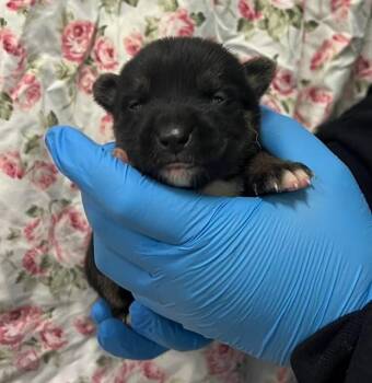 German Shepherd Dog Dogs Available for Adoption - OMLETTE | PetCurious