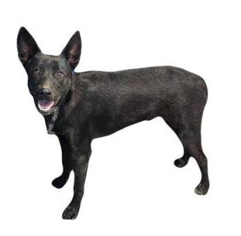 Rescue Labrador Retriever and Shepherd Dogs for Adoption in Red Bluff, California - Ferdinand | PetCurious