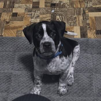 German Shorthaired Pointer and Labrador Retriever Dogs Available for Adoption in New Orleans, Louisiana - Denim | PetCurious