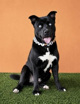 RAMBO -  Siberian Husky and Pit Bull Terrier Dog for Adoption in Doral, Florida - RAMBO | PetCurious