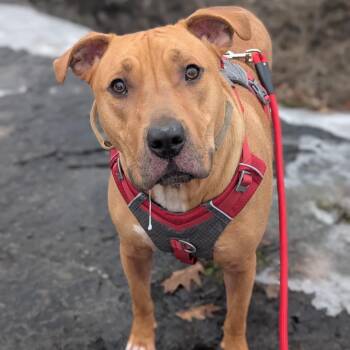 Buddy -  American Bulldog and Mixed Breed Dog for Adoption in Watertown, New York - Buddy | PetCurious
