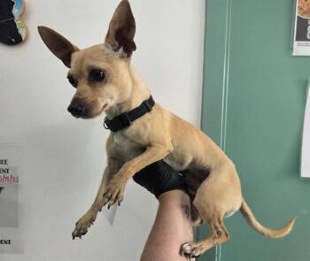 VAL LITTLE -  Chihuahua Dog for Adoption in Antioch, California - VAL LITTLE | PetCurious