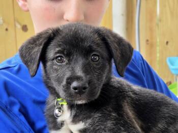 Cricket -  Border Collie and Labrador Retriever Dog for Adoption in Covington, Louisiana - Cricket | PetCurious