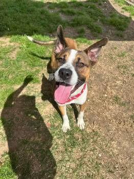 Pit Bull Terrier Dogs Available for Adoption - Churro **Courtesy Post. Out Of Town Pet. See Below For Details** | PetCurious