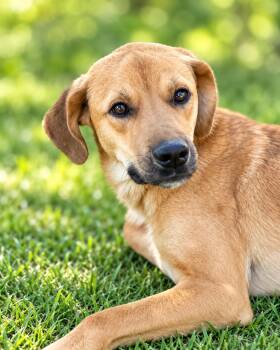 Sulayma- the sweetie pie -  Canaan Dog and Labrador Retriever Dog for Adoption in Franklin Township, New Jersey - Sulayma- The Sweetie Pie | PetCurious