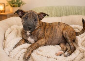 Kira -  Plott Hound Dog for Adoption in Gulfport, Mississippi - Kira | PetCurious