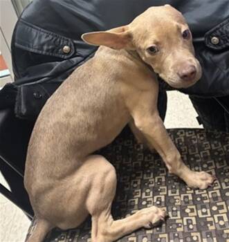 Pit Bull Terrier Dogs Available for Adoption in Plano, Texas - Tater A217083 | PetCurious