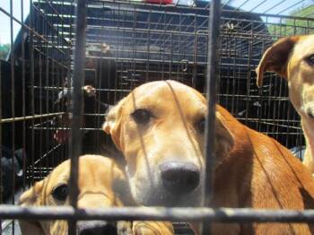 Labrador Retriever Dogs Available for Adoption in Ocala, Florida - A380883 | PetCurious