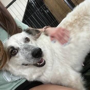 Australian Shepherd and Australian Cattle Dog Blue Heeler Dogs Available for Adoption in Dallas, Texas - Ellie | PetCurious