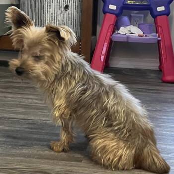 Harry -  Yorkshire Terrier and Mixed Breed Dog for Adoption in Corpus Christi, Texas - Harry | PetCurious