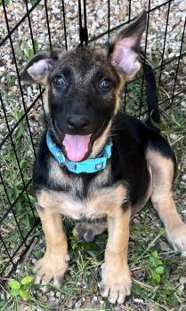 Lily -  German Shepherd Dog Dog for Adoption in Bellaire, Texas - Lily | PetCurious