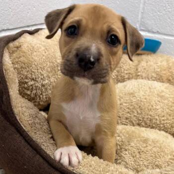 Latte -  Mixed Breed Dog for Adoption in West Palm Beach, Florida - Latte | PetCurious