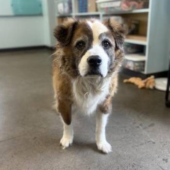 Delaware -  Mixed Breed Dog for Adoption in Mishawaka, Indiana - Delaware | PetCurious