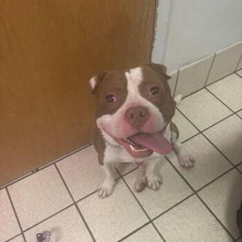 Stunner -  Mixed Breed Dog for Adoption in Charleston, West Virginia - Stunner | PetCurious