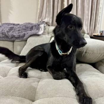 Deimos Courtesy Listed -  German Shepherd Dog Dog for Adoption in Midland, Michigan - Deimos Courtesy Listed | PetCurious