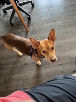 Rescue Dachshund Dogs for Adoption in Harrison, New York - Sevro | PetCurious