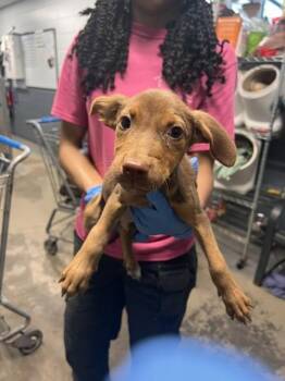 CHAI -  Pit Bull Terrier and Mixed Breed Dog for Adoption in Tallahassee, Florida - CHAI | PetCurious