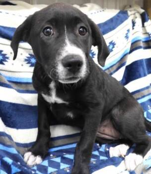 Medora -  Labrador Retriever Dog for Adoption in Thief River Falls, Minnesota - Medora | PetCurious