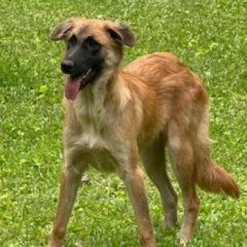 Fluffy -  Belgian Shepherd Malinois and Mixed Breed Dog for Adoption in Livingston, Texas - Fluffy | PetCurious