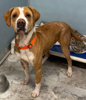 Rescue Hound Dogs for Adoption in Rochester, Indiana - RUFUS | PetCurious