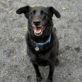 Flat Coated Retriever Dogs Available for Adoption - Zoey | PetCurious