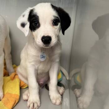 Justin -  Australian Shepherd and Mixed Breed Dog for Adoption in Saint Charles, Missouri - Justin | PetCurious